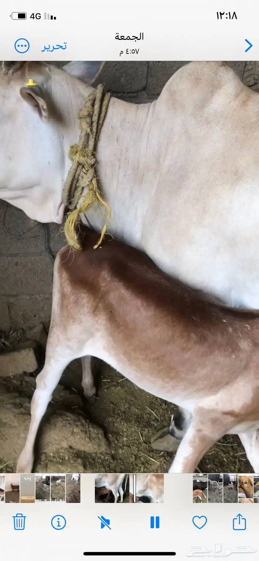 ماشاء الله بقره تحتها حسيلة هداوة 1