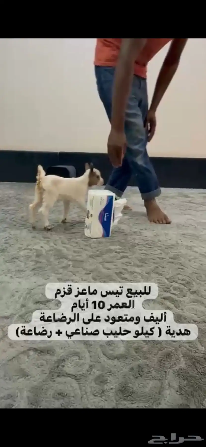 ماعز اليف 1