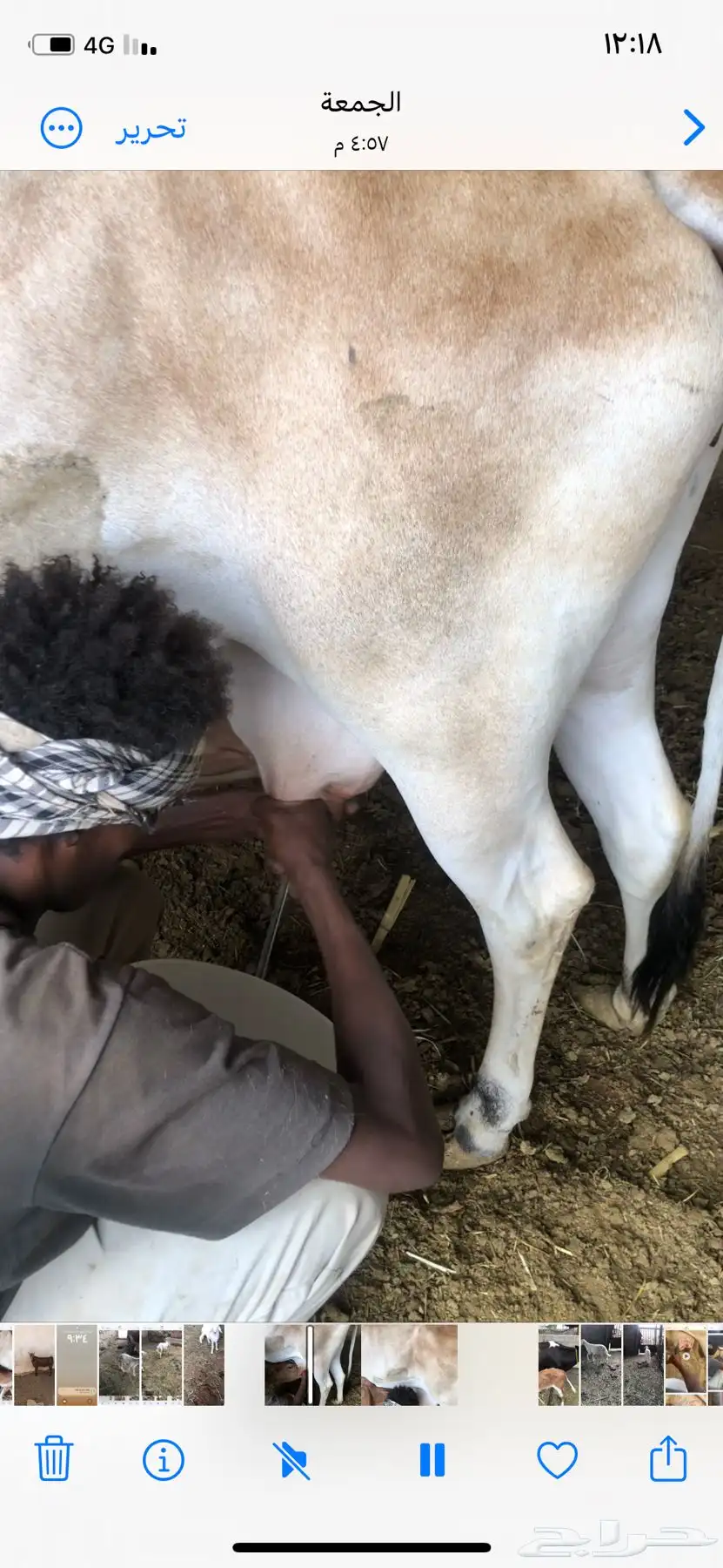 ماشاء الله بقره تحتها حسيلة هداوة 0