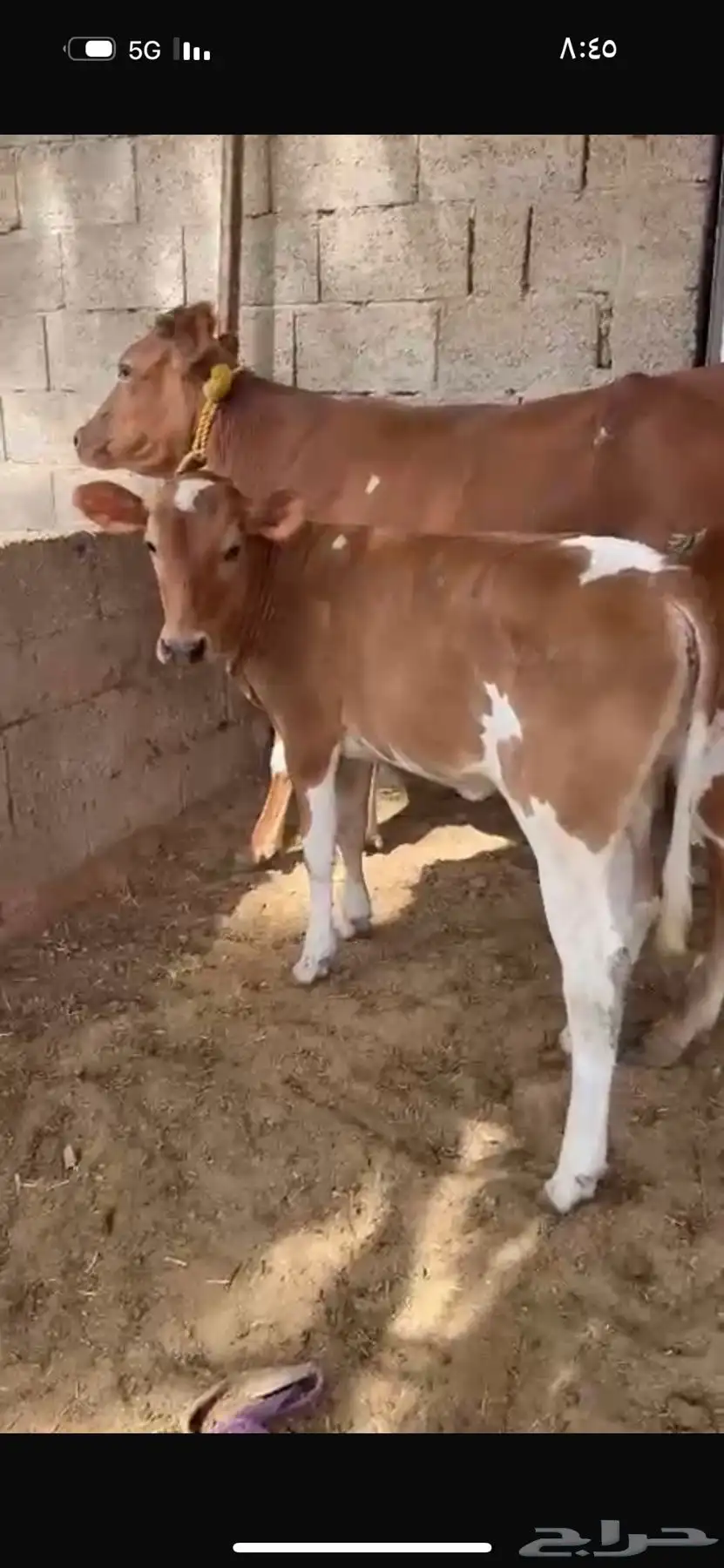 بقره المانيه 1