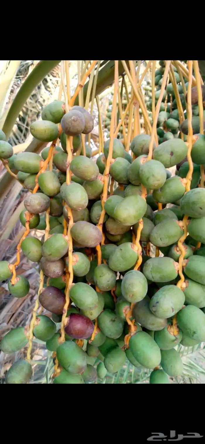 مزرعه واستراحه للبيع ( الاسياح طريف ) 16