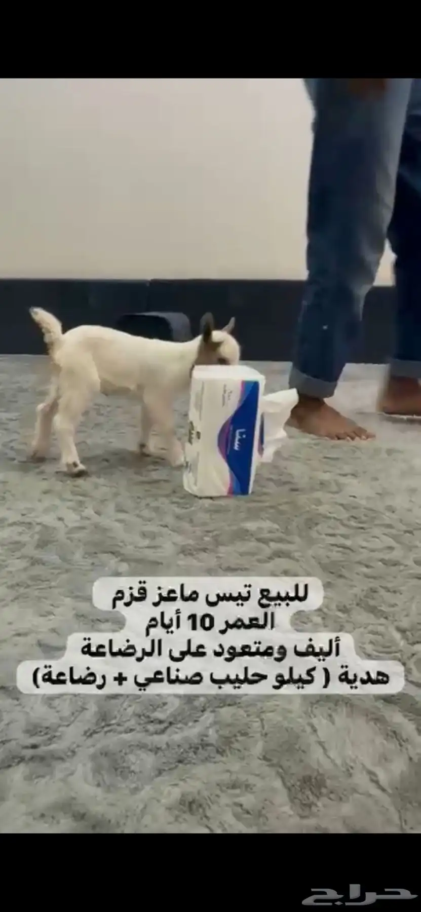 ماعز اليف 0