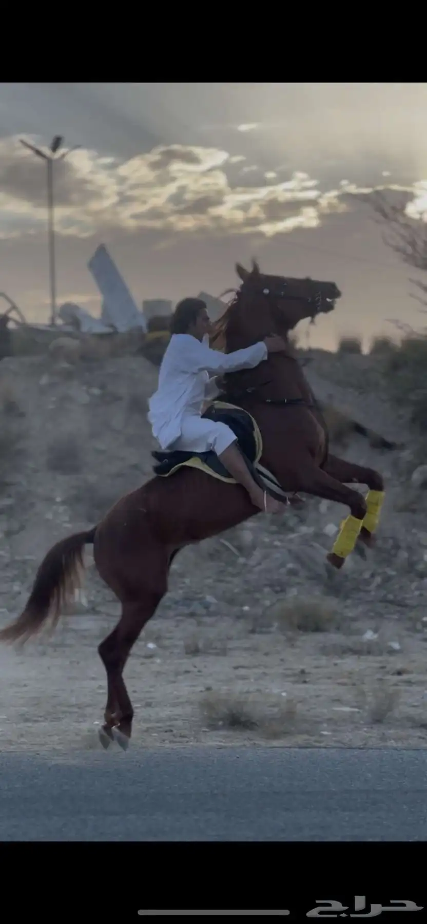 خيل شعبي 0