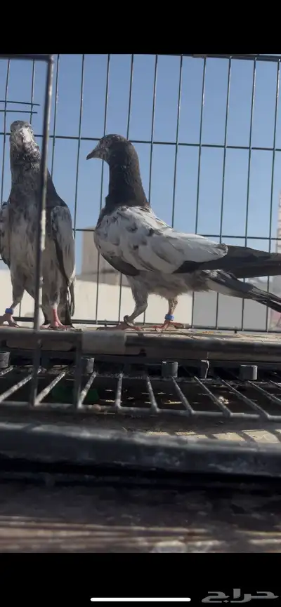 طبات حمام سخي تم البيع 3