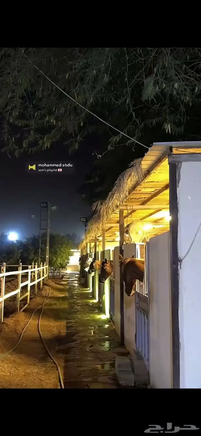 ايواء خيل المزاحمية 15