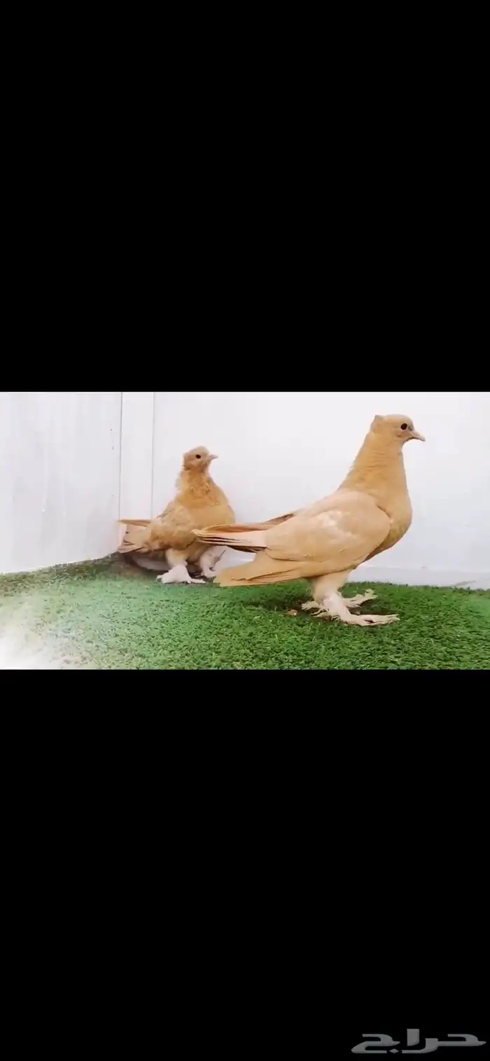 طبتين صنعاني top 0