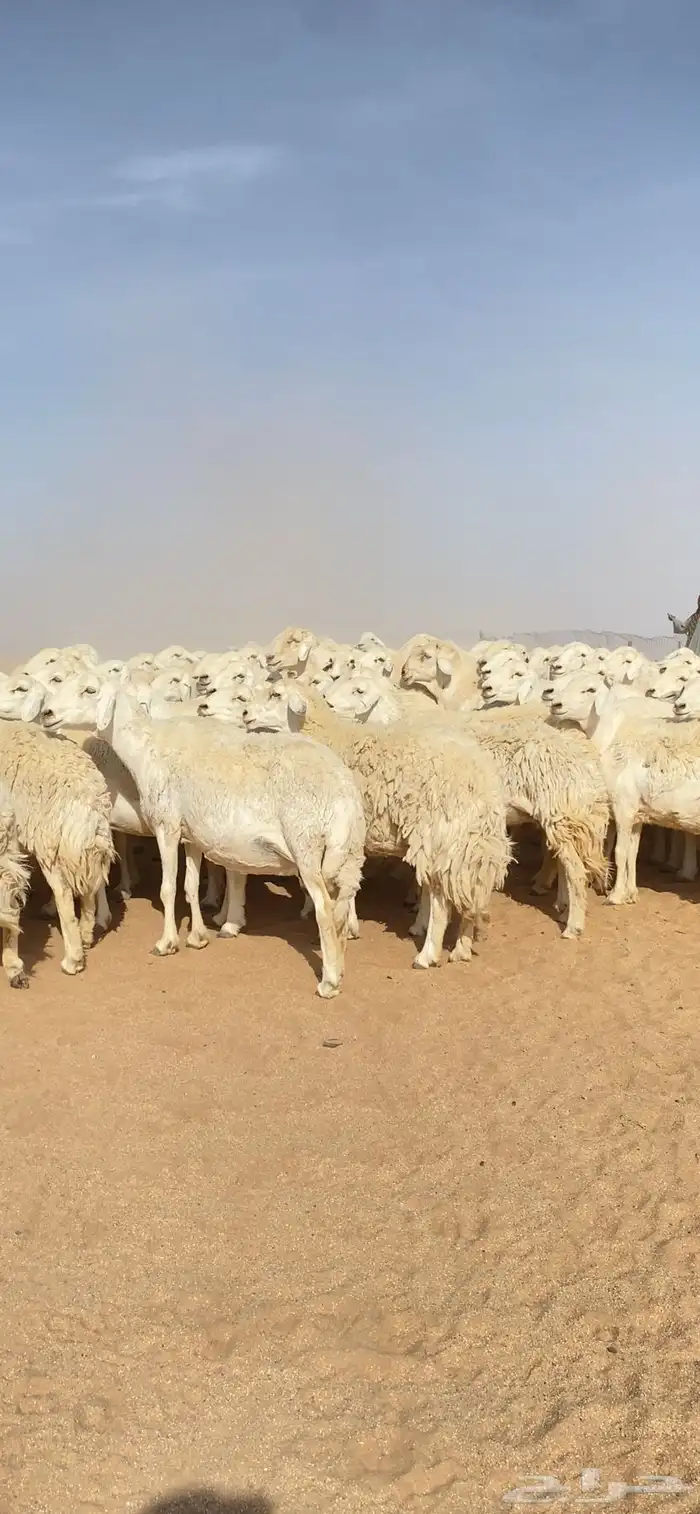 غنم حريات حرش لهوات الزين 195 بفحول 8 تحتها 20 ( تم البيع ) 4