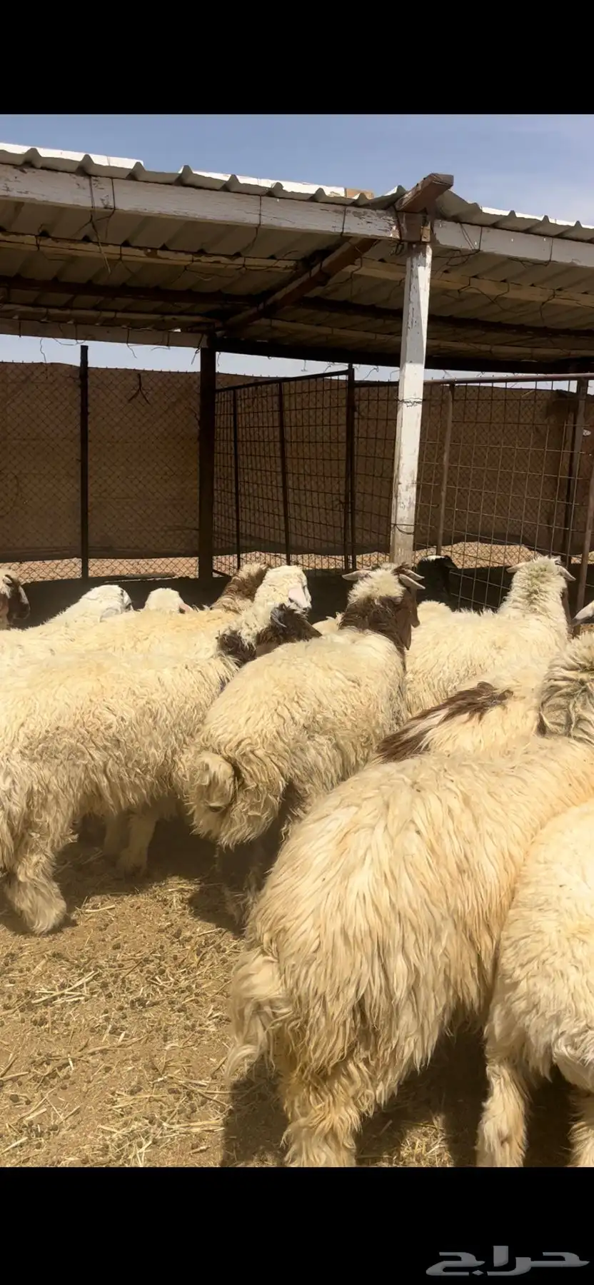 خرفان ورخال طيبه 0