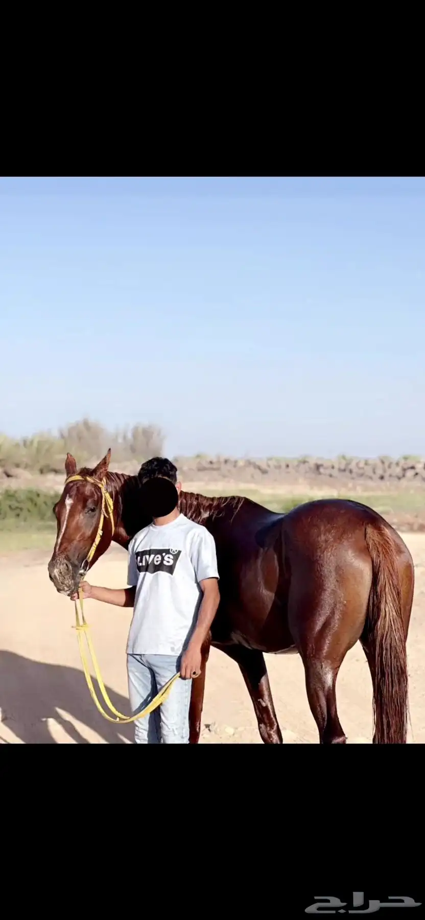 حصان 1
