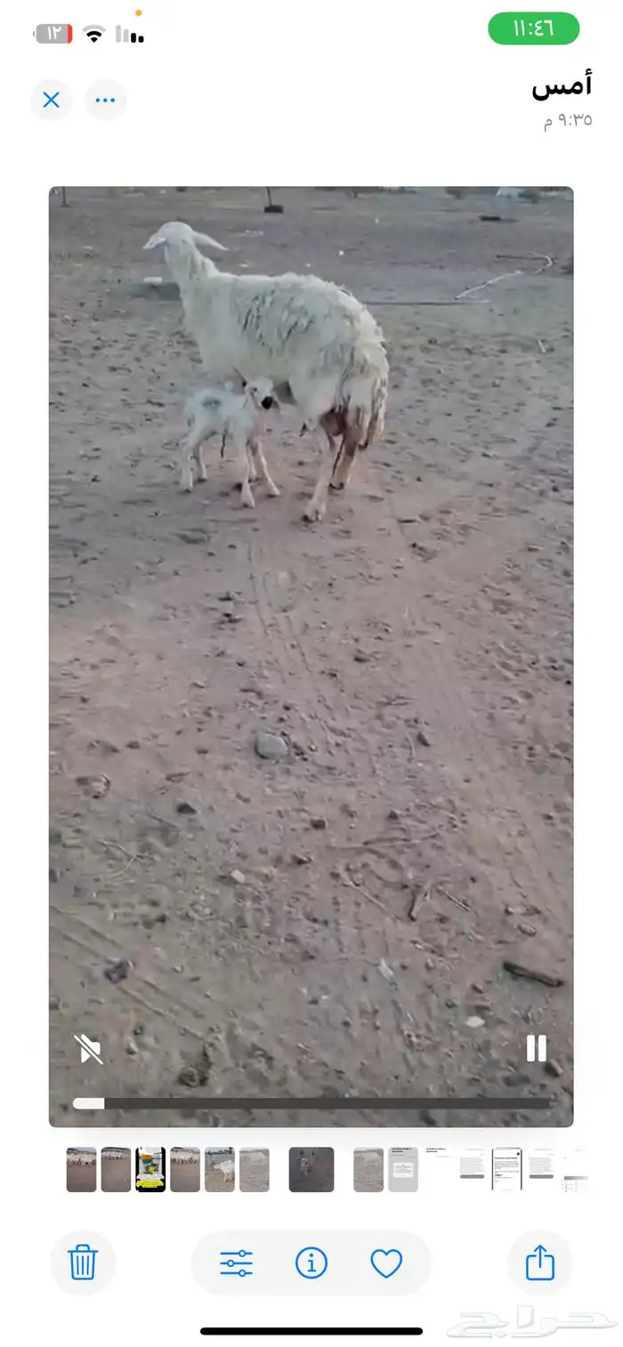 غنم صنف وغنم مراح واحد شرح وشعره حرش دفيع على ولاد كلها 0