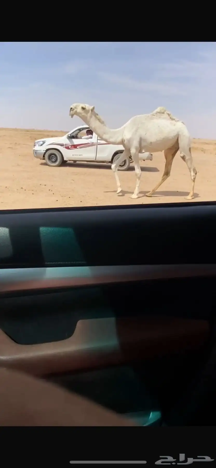 للبيع القعود سنه حق باتلي 0