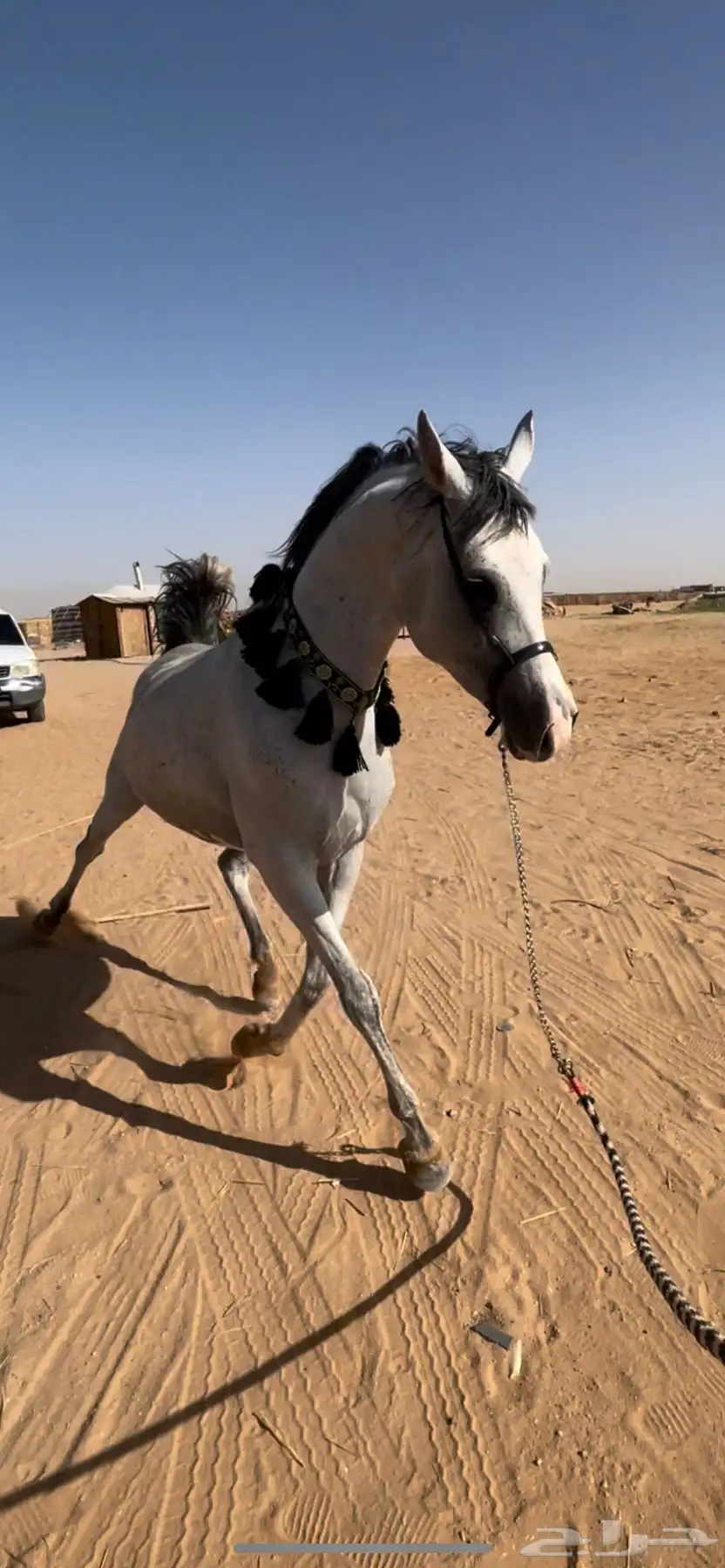 فرس واهو 2