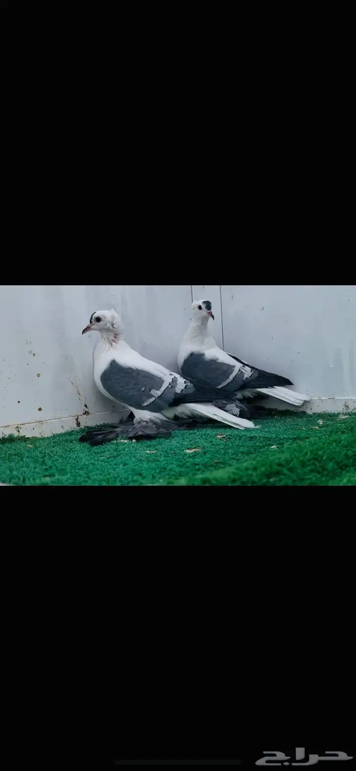طبه سوالو Top 3