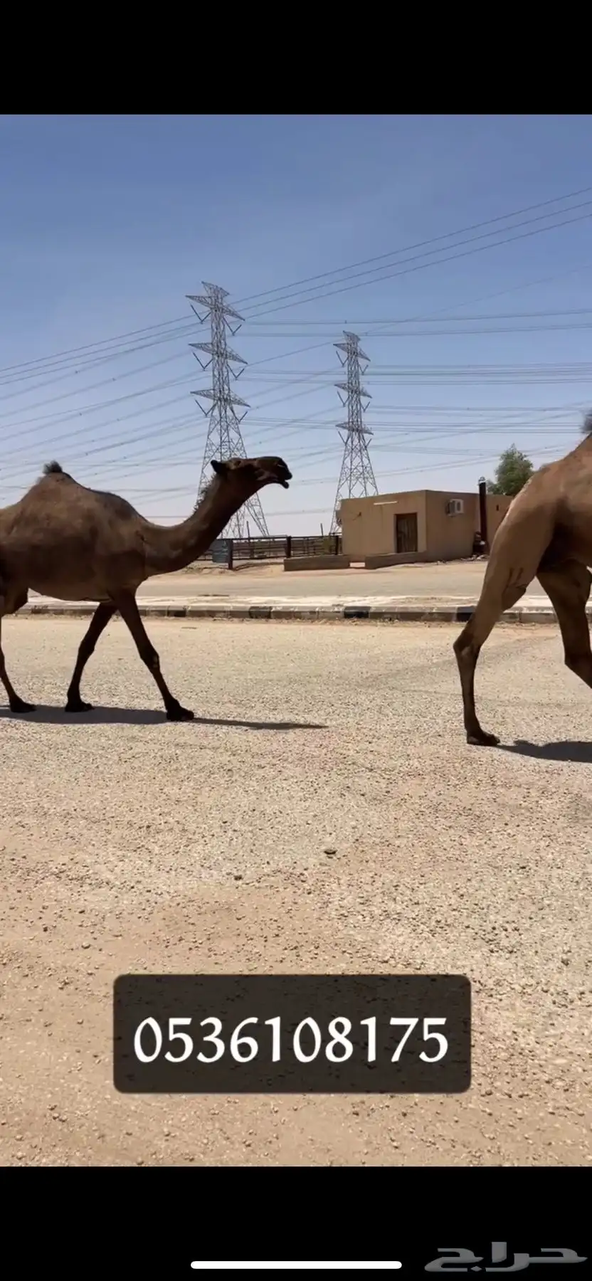 لقحات صفر كفو تم البيع 2