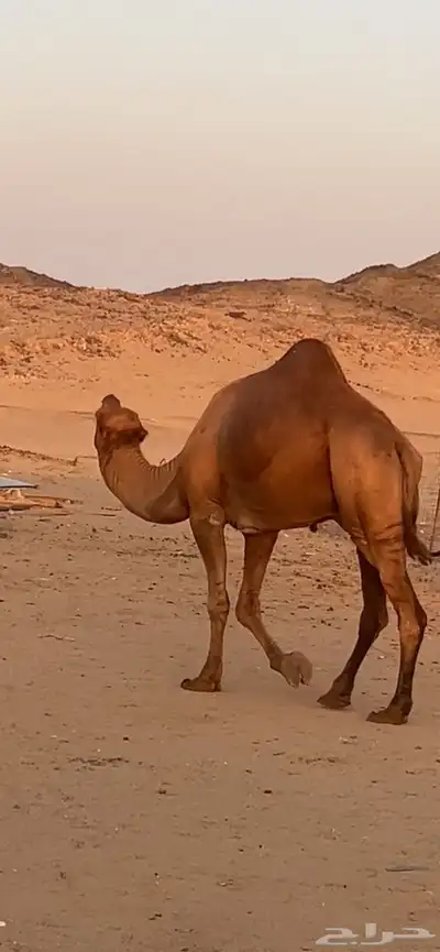 بعير جمل ساحلي(( تم البيع )) 1