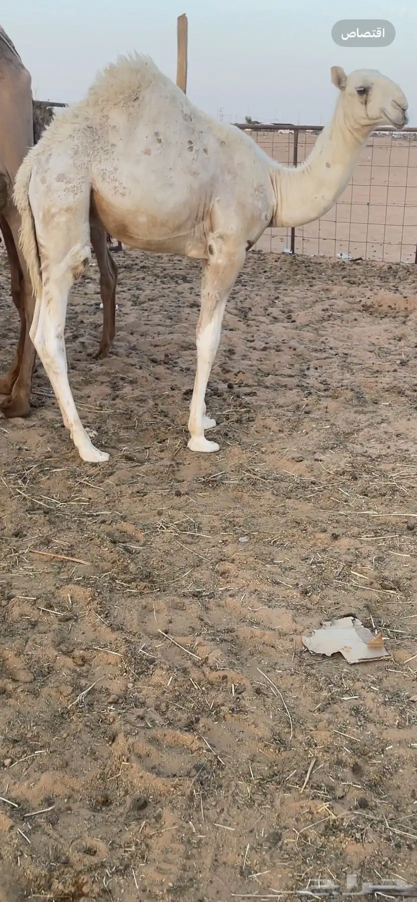 للبيع قعدان 2