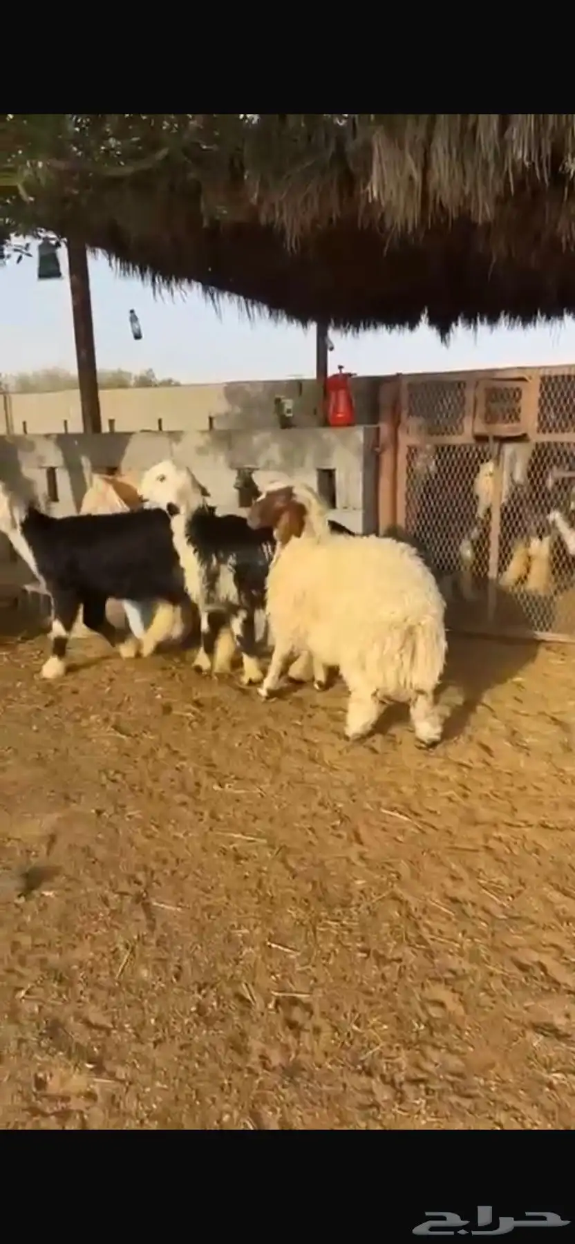 نجد 2