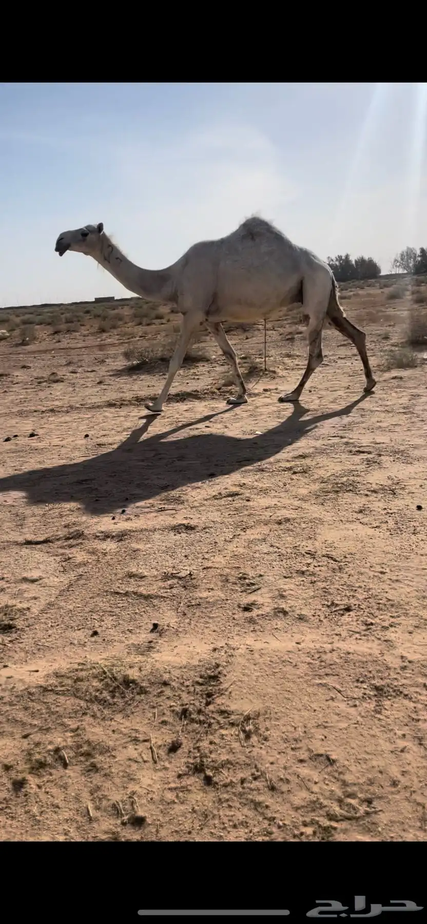 لقحة كفووو 1