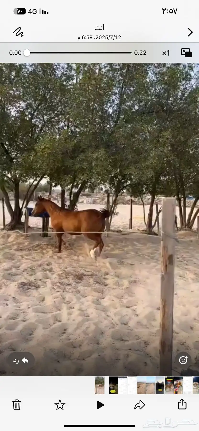 فرس جزيريه ورق للبيع 2