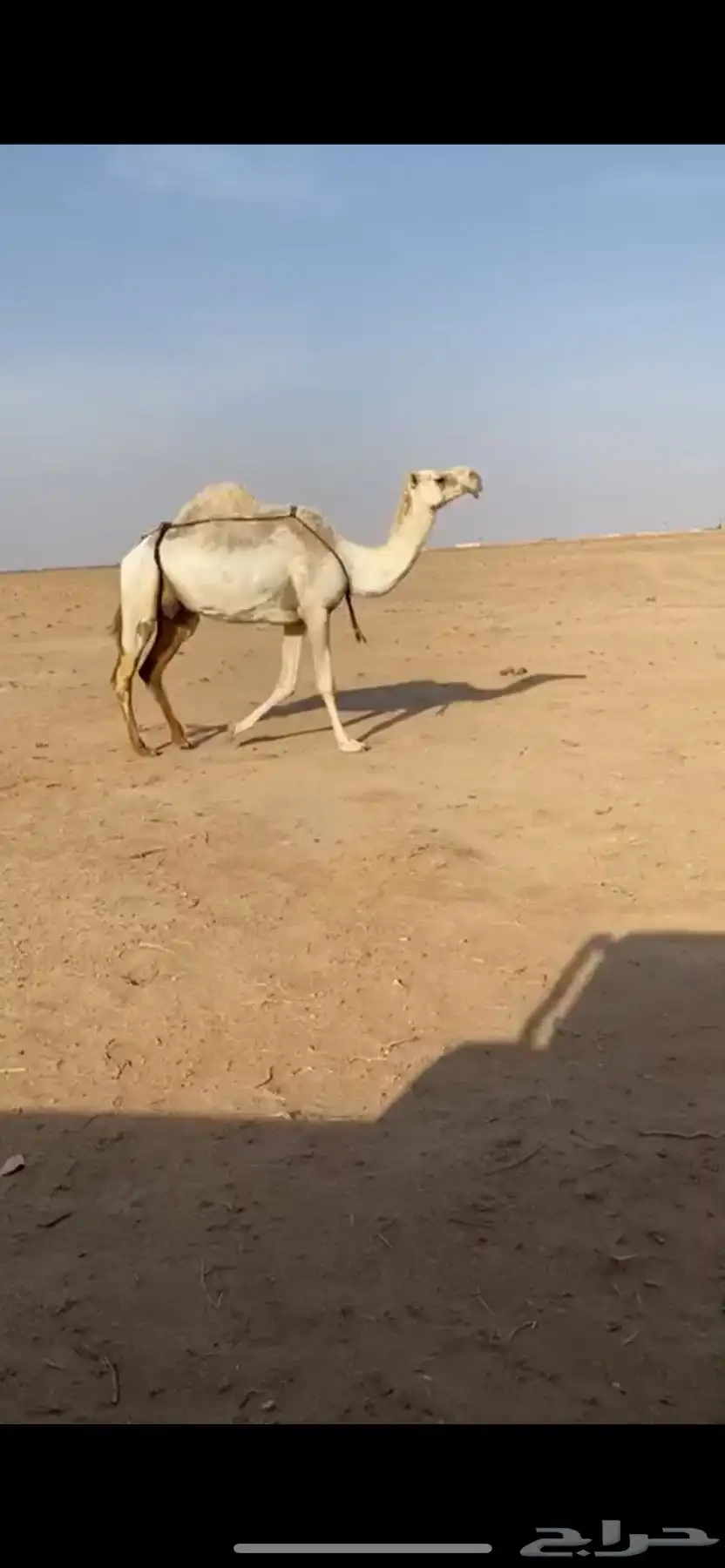 خلفة أم رابع الموقع غرب نفي 0