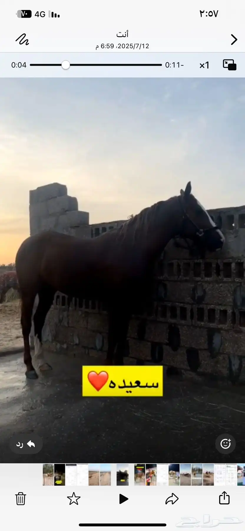 فرس جزيريه ورق للبيع 1