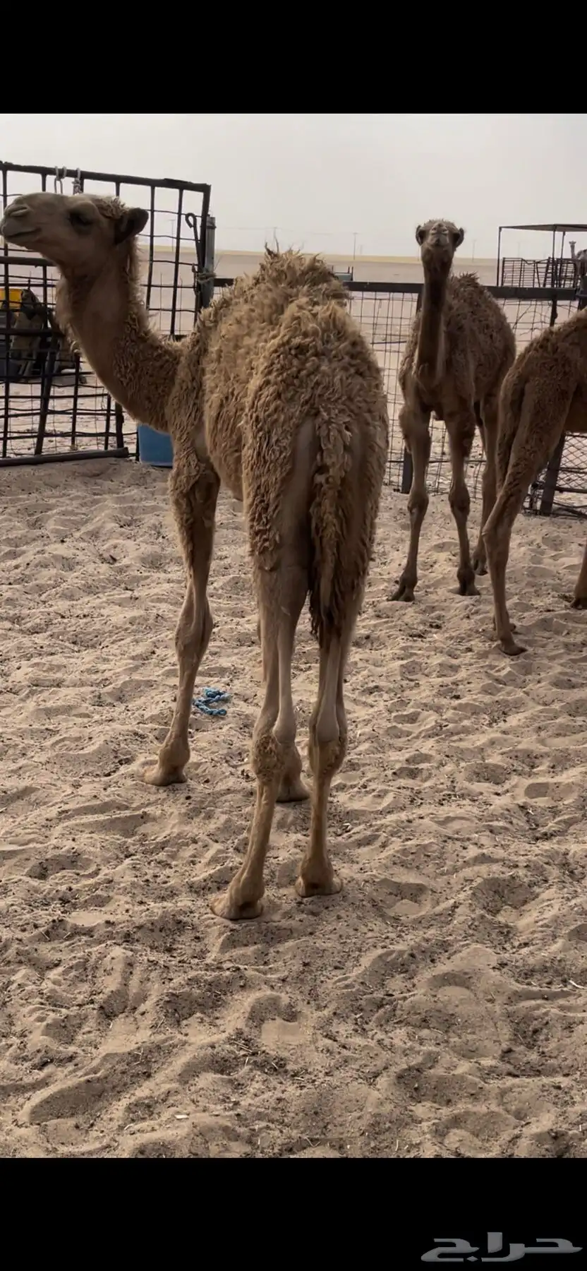 البيع حشو تربيع 1