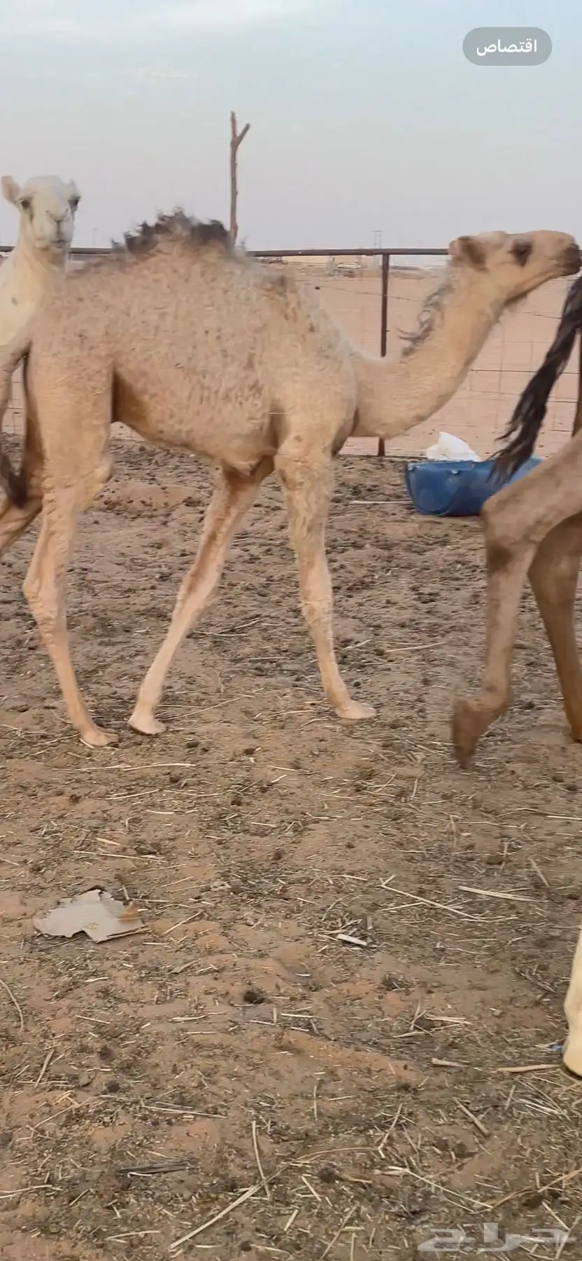 للبيع قعدان 0