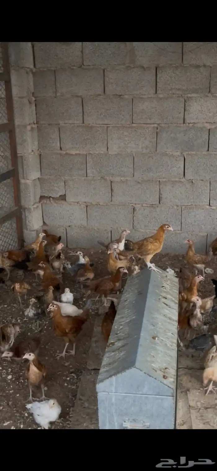 دجاج بلدي بشاير 0