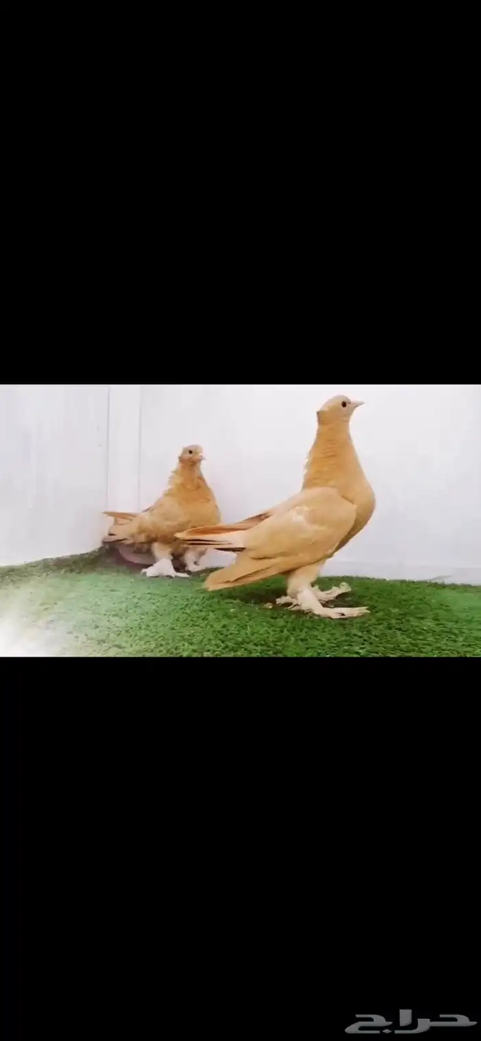 طبتين صنعاني top 1
