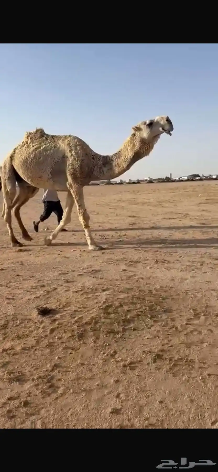 فحل تمامي كفوو 1
