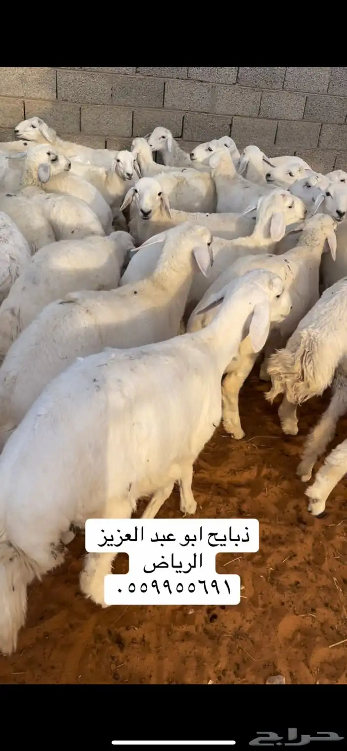 ذبايح للثلاجة والمناسبات متوفر تمارا ( الرياض مخرج 36 ) 2