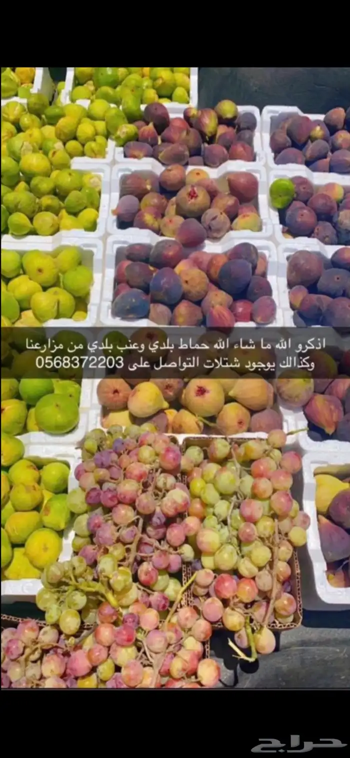 حماط ( تين ) وعنب 0
