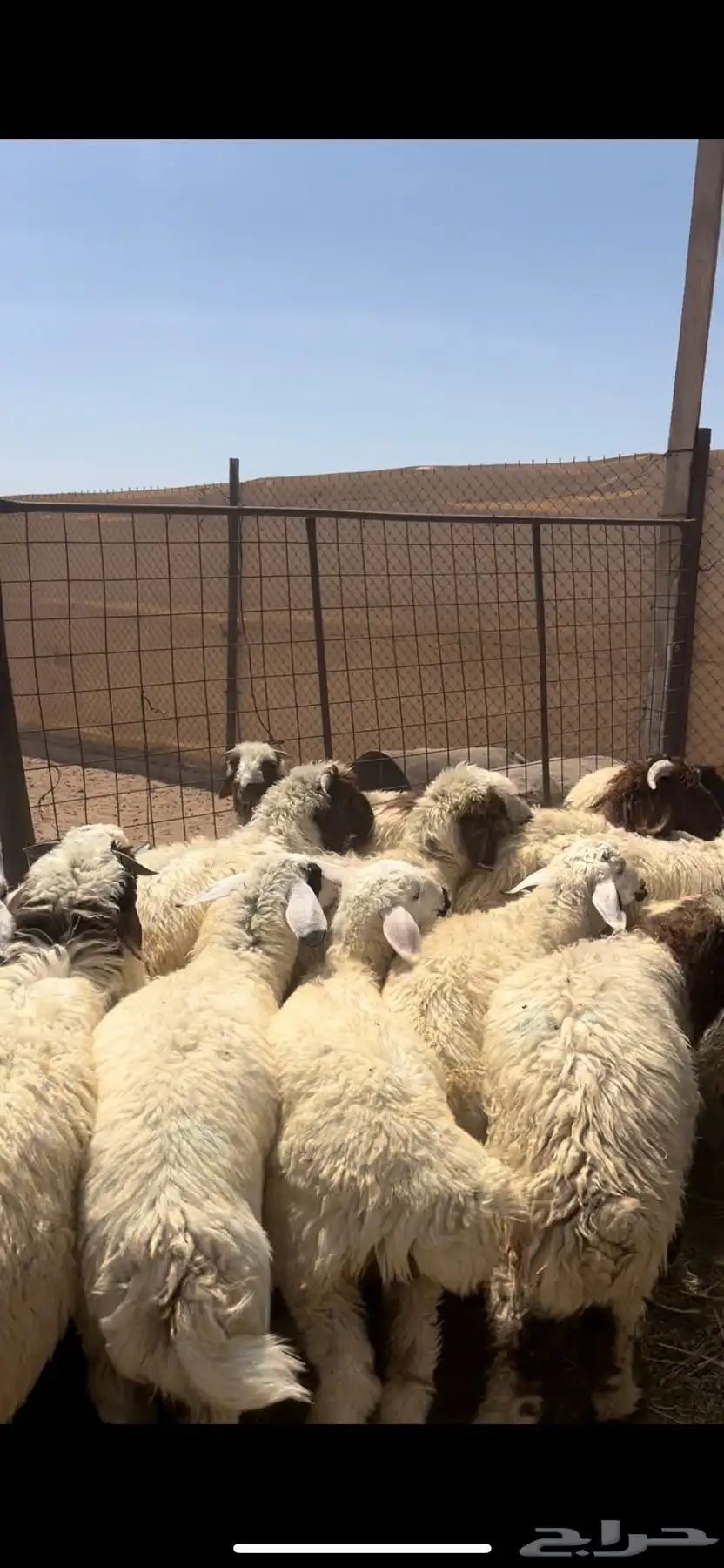 خرفان ورخال طيبه 3