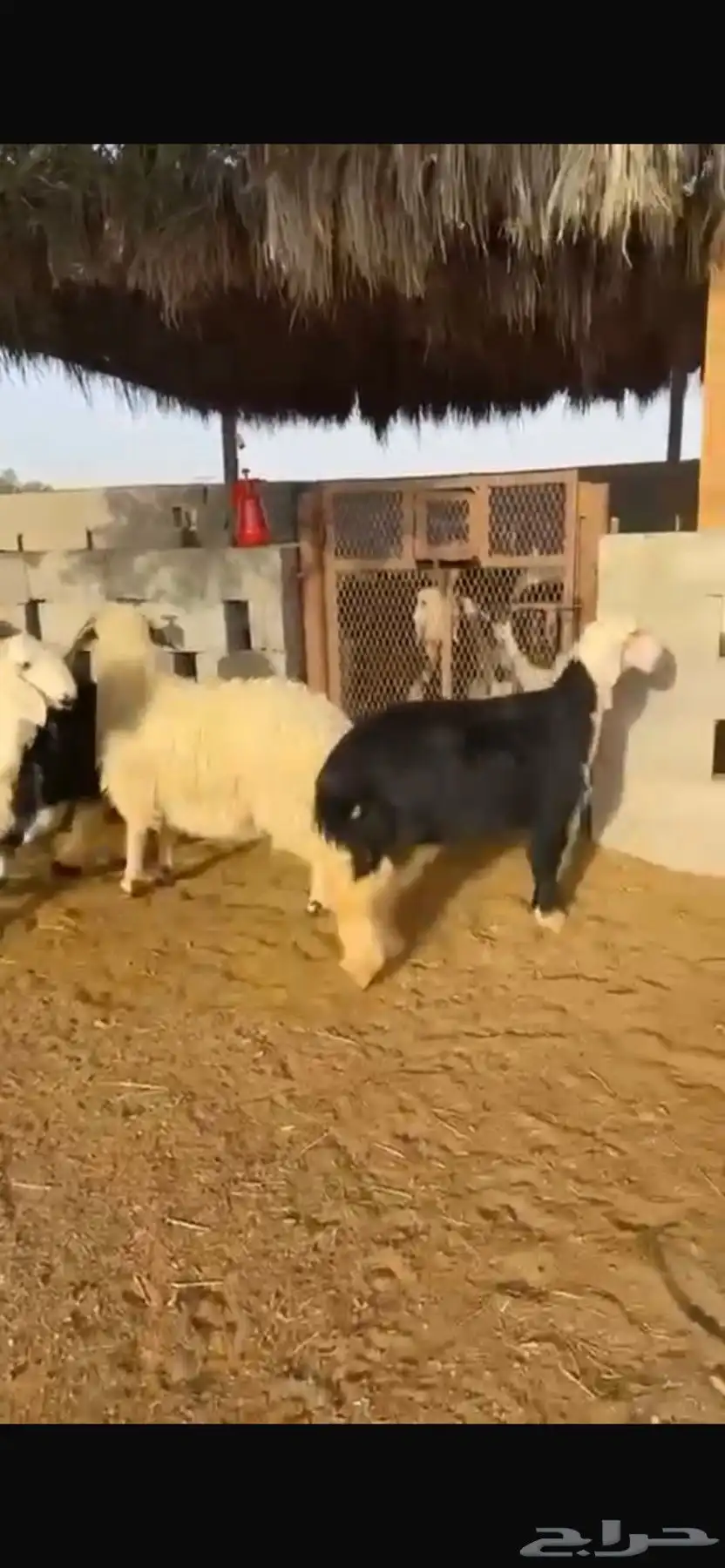 نجد 0