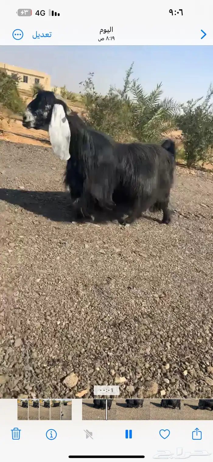تم البيع 1