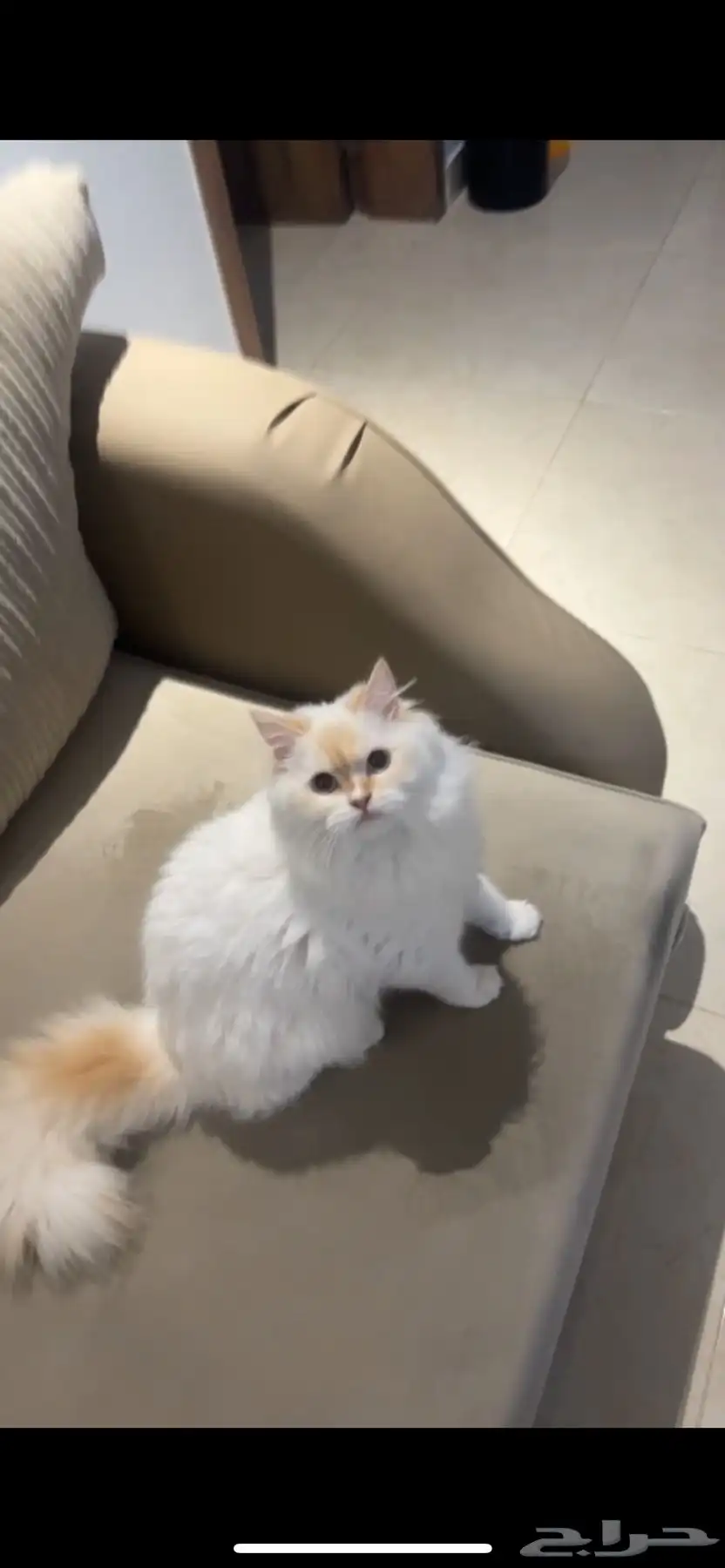 انثى للتبني 0