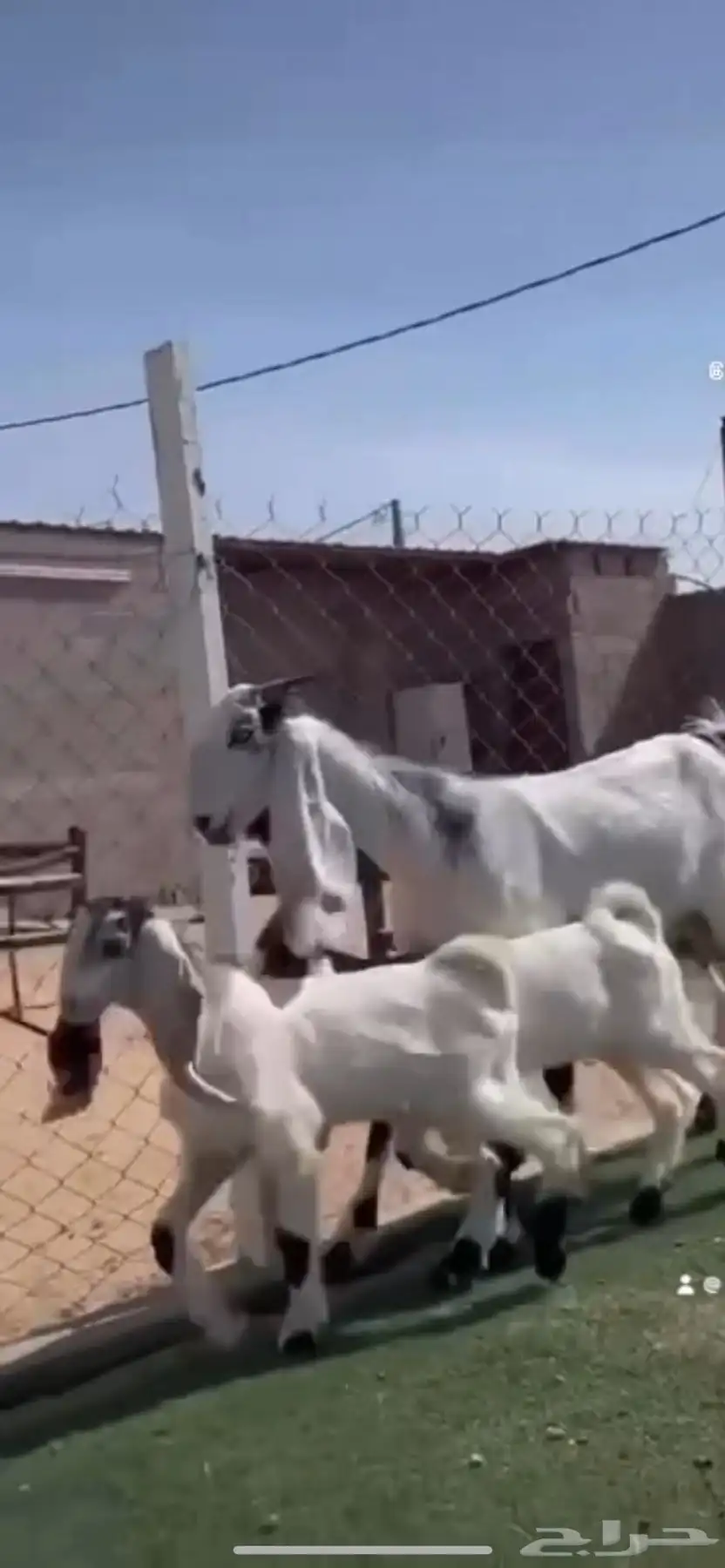عنزمشروكه متوم 2