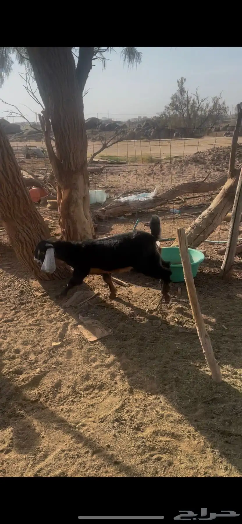 تيوس اعمارهن 4 شهور 1