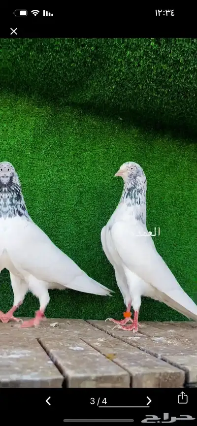 طبات حمام سخي تم البيع 0