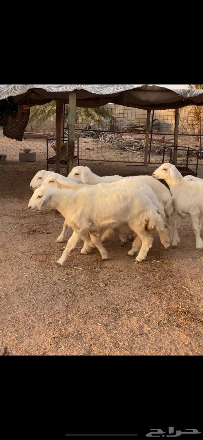 رخال حريه كفو تم تم للبيع 3