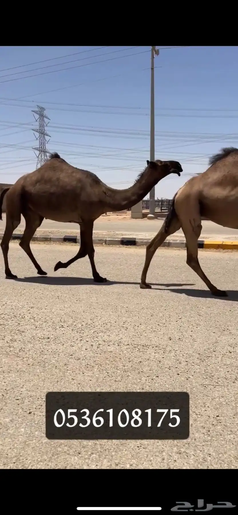 لقحات صفر كفو تم البيع 0