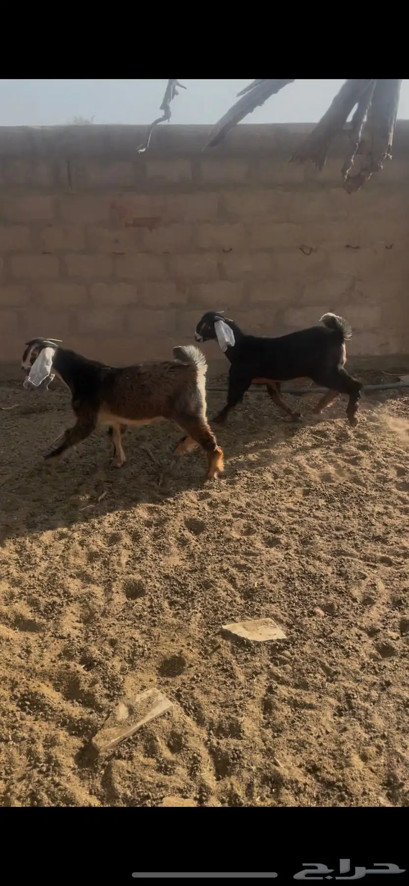 تيوس اعمارهن 4 شهور 0
