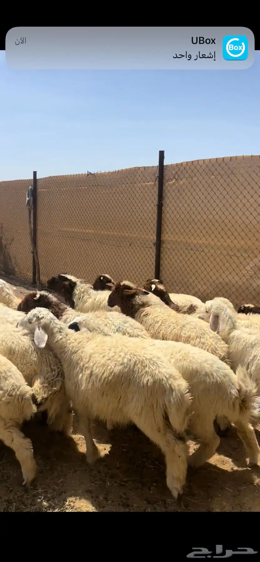 خرفان ورخال طيبه 1