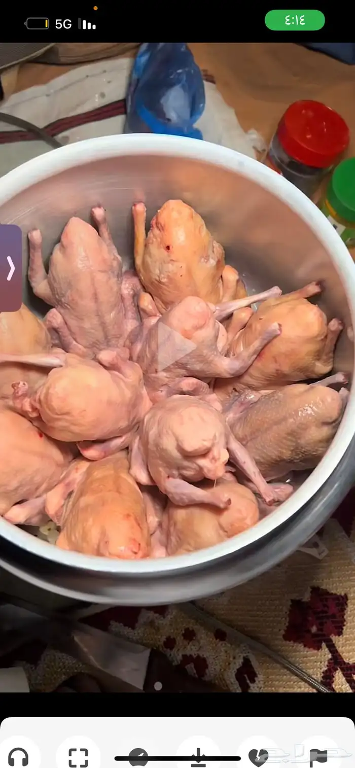 زغليل حمام فرنسي 1
