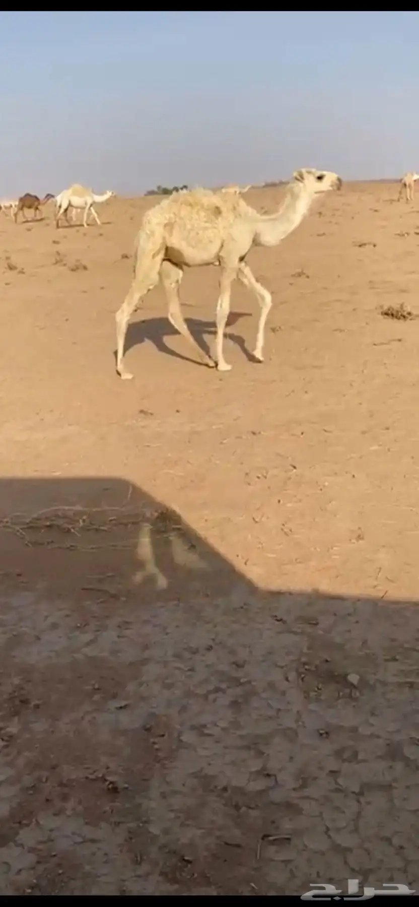 خلفة أم رابع الموقع غرب نفي 2