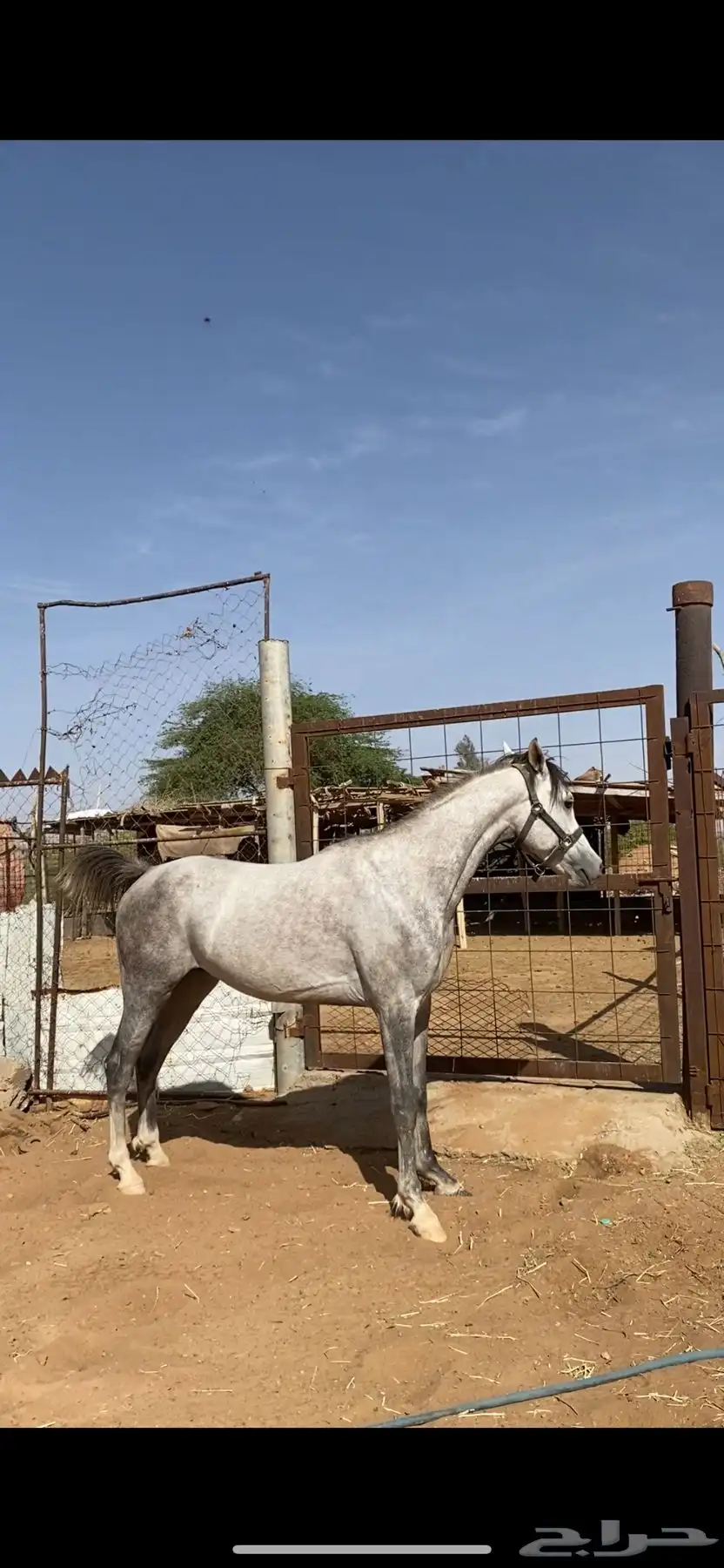 حصان 0