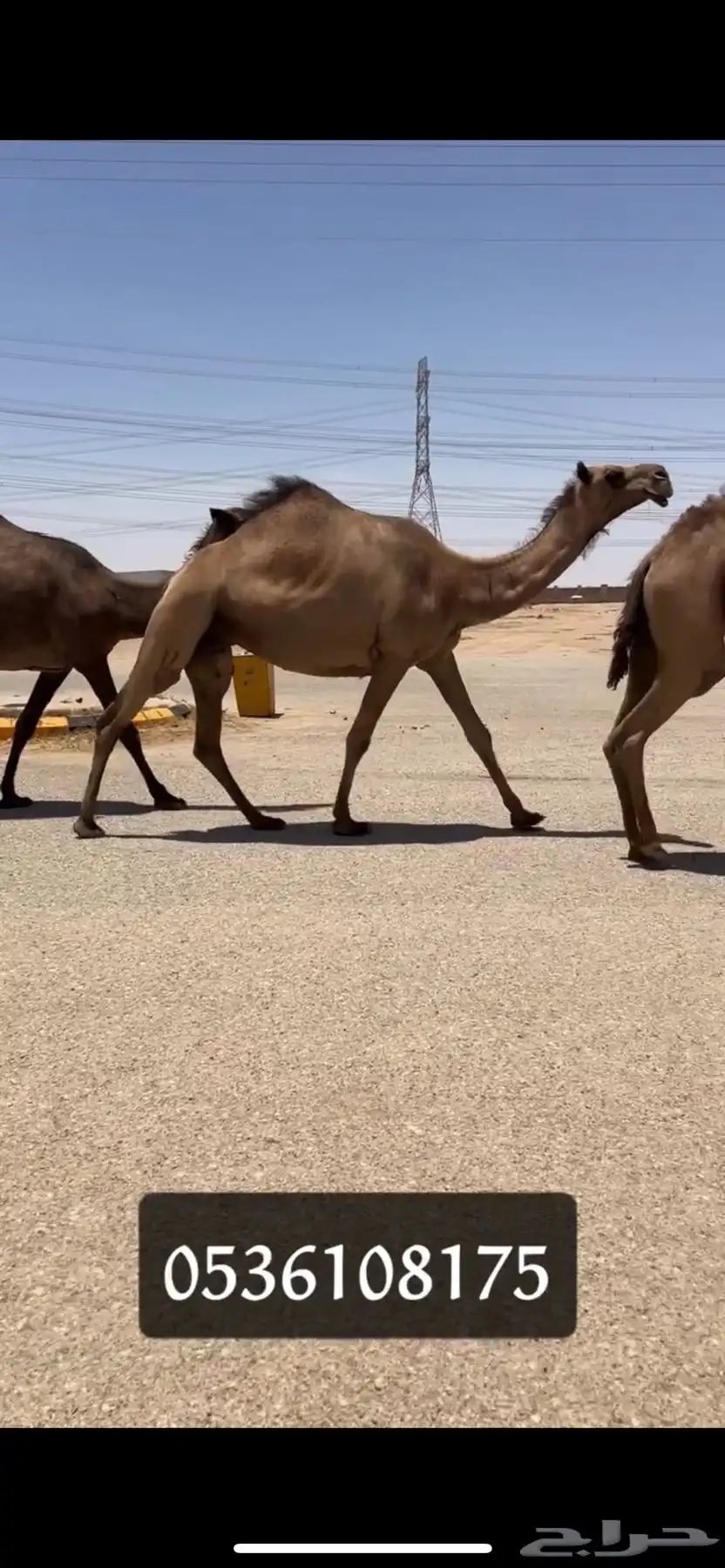 لقحات صفر كفو تم البيع 1