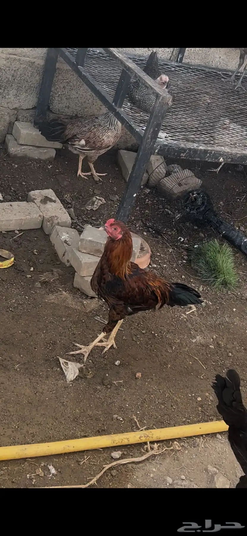 9ديوك البيع 2