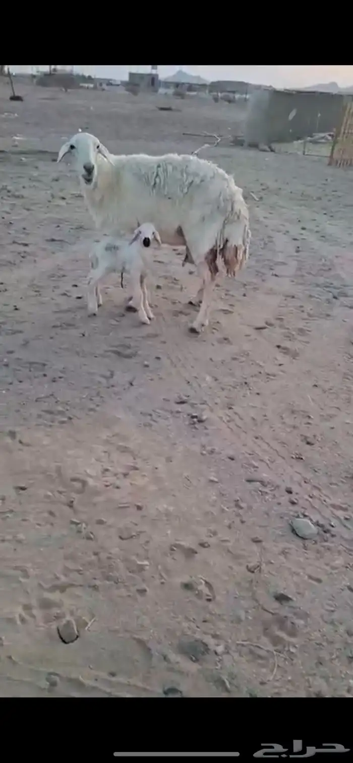 غنم صنف وغنم مراح واحد شرح وشعره حرش دفيع على ولاد كلها 4