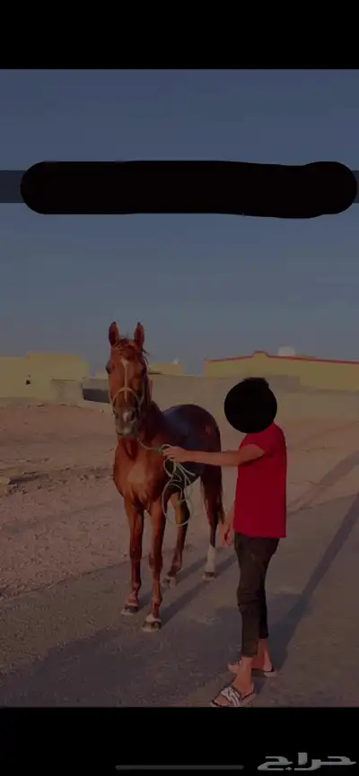 حصان 0